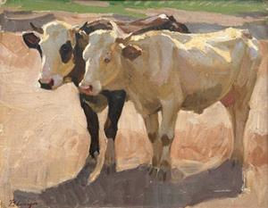 Zwei Rinder im Sonnenlicht