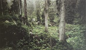 Wald, 1994 25/80