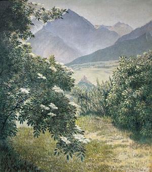 Holderbusch mit Piz San Jon, 1947