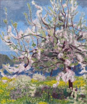 Kirschbaum in der Blüte, Frühling 1965