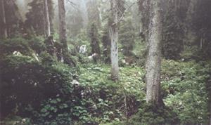 Wald, 1994 31/80