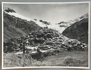 Ruhende Schafherde im Fextal, Oberengadin